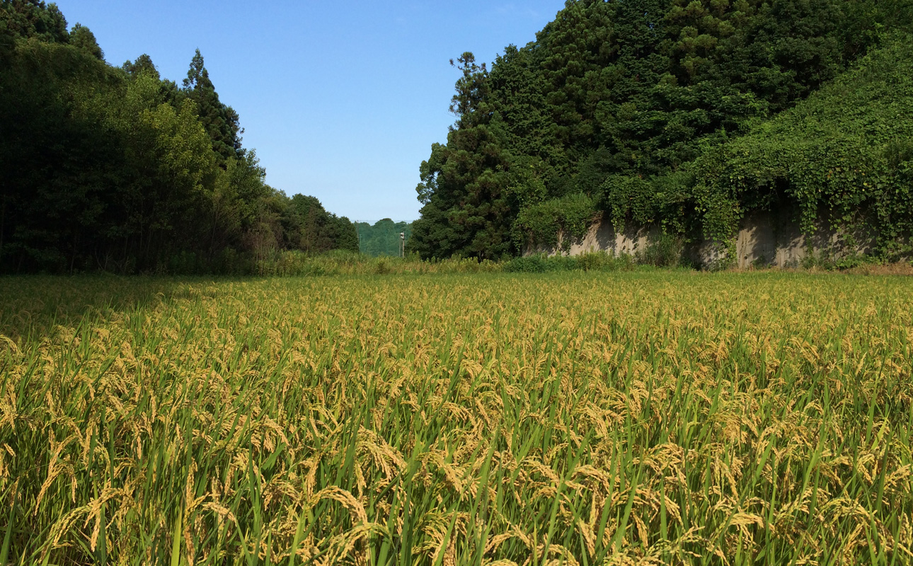 ＜R7年先行予約＞コシヒカリ 10kg　蛍と一緒に育ったコシヒカリ 米どころ三重県産うつべ農園米【令和７年１１月発送】