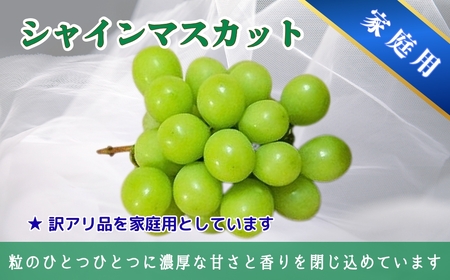 【2026年先行予約】家庭用 シャインマスカット＆クイーンルージュ®︎ 約1.5kg(2~3房)｜ ぶどう