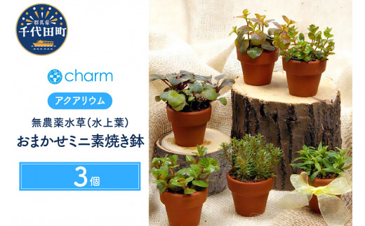 
水草 おまかせミニ素焼き鉢 水上葉 無農薬 (3鉢) 群馬県 千代田町 インテリア ナチュラル 自然 リラクゼーション 室内栽培 プレゼント 送料無料 趣味 緑 人気 オススメ 初心者 玄関 リビング 水槽 アクアリウム 株式会社チャーム
