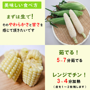 【早期予約】7月中旬発送開始予定 スイートコーン ピュアホワイト 2kg ／ みうら農園 とうもろこし トウモロコシ 産地直送 農家直送