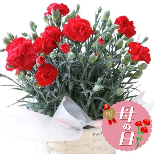 【ふるさと納税】 【先行予約】 母の日に！ カーネーション 鉢植え レッド 赤 お花 ギフト 母の日 鉢花 生花 贈物 贈答用 5号 お花 2026年5月から順次発送 オンライン決済限定 静岡県 藤枝市