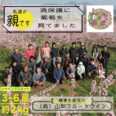 
                  朝もぎ直送!!過保護に育った葡萄『のびのび育てたシャインマスカット』3～6房【1370173】
                