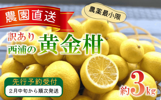 訳あり みかん 黄金柑 3kg 木負観光みかん園 ミカン ゴールデンオレンジ オレンジ 蜜柑 柑橘 フルーツ 旬 果物 国産 産地直送 季節限定 西浦 沼津市 静岡県
