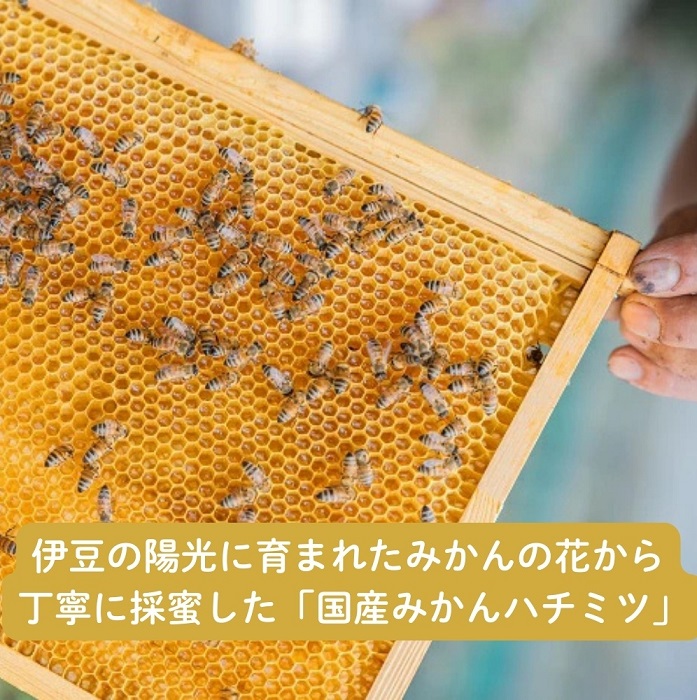 国産みかんはちみつ：伊豆の陽だまり みかんの生はちみつ（贈答用150g×2本） 1378 ／ Honey・D  国産 ハチミツ 非加熱 無添加 静岡県 東伊豆町