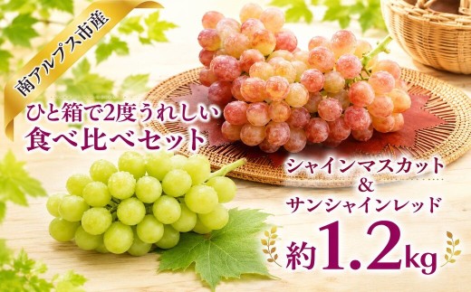【2026年度先行予約】ひと箱で2度うれしい食べ比べセット（シャインマスカット＆サンシャインレッド） 1.2kg相当 ALPAJ067 | 令和8年発送　シャインマスカット　シャイン　サンシャインレッド　ぶどう　フルーツ　緑系　赤系ぶどう　葡萄　新鮮　くだもの　果物　期間限定　産地直送　直送　採れたて　ギフト　贈答　南アルプス市　山梨 |