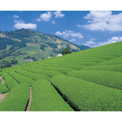 掛川一番茶 深むし茶 300g袋×5本【配送不可地域：離島・沖縄県】