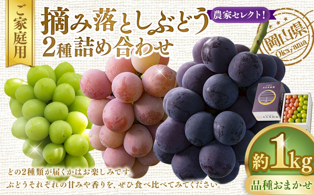 
                  【 ご家庭用 】 岡山県産 摘み落としぶどう 農家セレクト 2種 詰め合わせ 約1kg ブドウ フルーツ 果物 くだもの 果実 おやつ デザート スイーツ 詰合せ 詰め合わせ セット 【 2026年8月下旬～10月下旬迄発送予定 】
                
