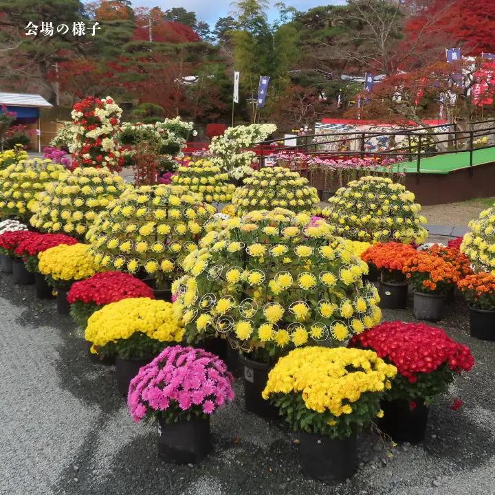 二本松の菊人形 1名様分 入場券【一般財団法人二本松菊栄会】