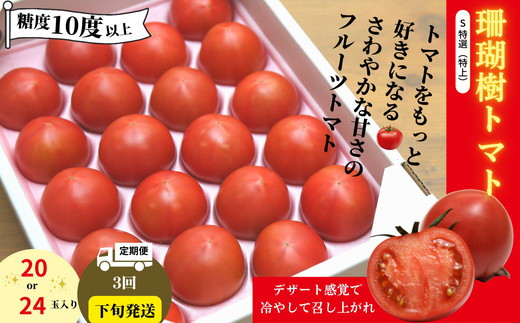 【2027年先行予約】 定期便 3回 トマト 1kg 珊瑚樹 Sサイズ 糖度 10 甘い トマト フルーツトマト 野菜 やさい 国産 産地直送 旬 新鮮 ソース 調味料 ケチャップ サラダ 美容 健康 お取り寄せ グルメ 贈答 ギフト プレゼント 人気 おすすめ ふるさと納税 冷蔵 送料無料 徳島県 小松島市 有限会社樫山農園 発送：2027年3月下旬～
