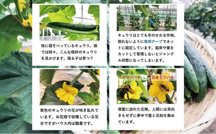 キュウリ 採りたてシャキ旨！24本　60P3231【ひない渡辺農園しどけ村】