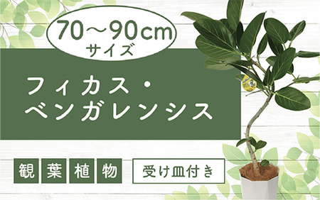 フィカス ベンガレンシス曲がり70cm～90cm 鎌ヶ迫園芸場 014-1466  観葉植物 観葉植物