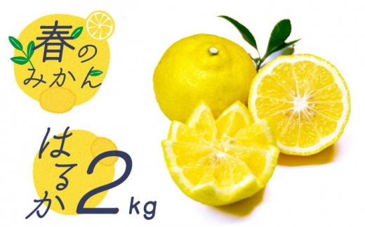 【2026年2月〜発送】【爽やか系 柑橘 春のみかん 】はるか 約2kg  フルーツ 南島原市 / 長崎県農産品流通合同会社 [SCB028]