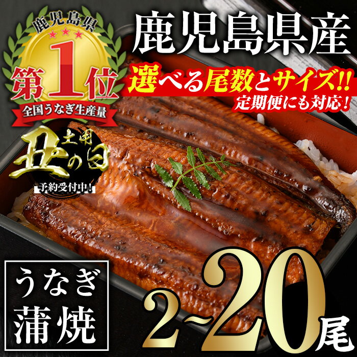 【ふるさと納税】＜サイズ・尾数・配送回数が選べる！＞無投薬！鹿児島県産うなぎ蒲焼セット(計280g以上〜計2.4kg以上 / 定期便 全3回 計840g以上・140g以上×2尾×3回) タレ・山椒付き 鰻 うなぎ 蒲焼 うな重 ひつまぶし ご褒美【西日本養鰻】