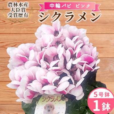 ふるさと納税 設楽町 愛知県産 シクラメン 中輪パピ 5号鉢×1鉢 ピンク 花 鉢 ガーデニング