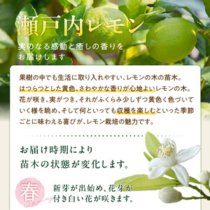 香るレモンの苗木_ 香る レモン 苗木 瀬戸内レモン 国産 枝付き 苗 高さ 1m 前後 果樹 樹木 育てやすい ガーデニング 観葉植物 ベランダ栽培 鉢植え 家庭栽培 インテリア 結婚祝い 出産祝い