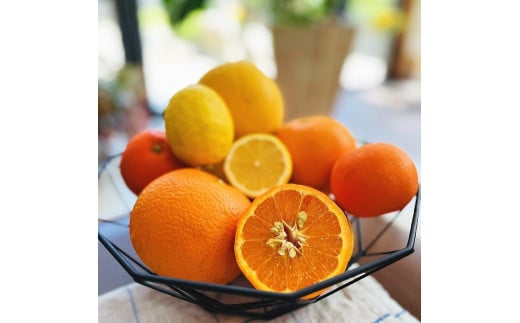 ご家庭用 旬 の 柑橘 詰め合わせ セット 約2.5kg【農家直送】【和歌山県産】【訳あり】【先行予約・2025年1月中旬～4月下旬発送】