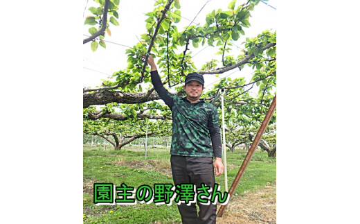227 先行予約! 梨 幸水  【野澤フルーツ農園】９月初・中発送　数量限定