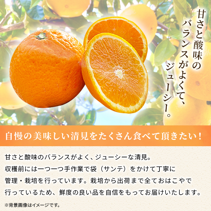＜おはこやがつくる 清見 約4kg（L～3Lサイズ）＞ 果物 くだもの フルーツ 柑橘 きよみ キヨミ きよみたんごーる 清見タンゴール 蜜柑 ミカン みかん 特産品 西宇和 愛媛県 西予市 約４kg