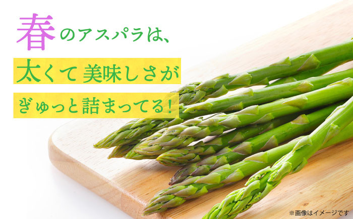 アスパラガス 春芽 約1kg 小値賀町