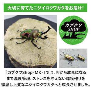 ニジイロクワガタ オスメス ペア飼育セット(2)【クワガタ クワガタムシ 昆虫 虫 国産 飼育 セット 夏休み 自由研究 鹿嶋市 茨城県】（KBY-10）