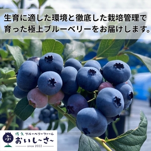 長野県産 冷凍ブルーベリー 約1㎏（2026年8月～2027年1月出荷／沖縄・離島は配送不可） ベリー