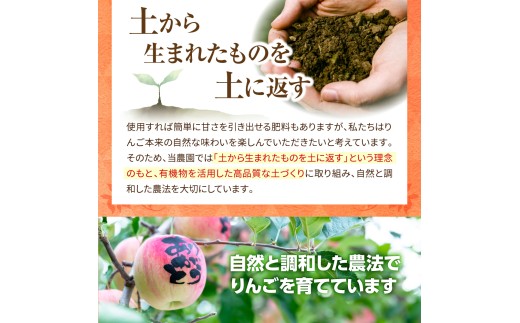 【先行受付】【11月中旬以降順次発送】 りんご 3kg ぐんま名月 【訳あり】 青森県産  群馬名月 名月 農家直送 傷 キズ ワケアリ 林檎 リンゴ apple 青森県 五所川原市