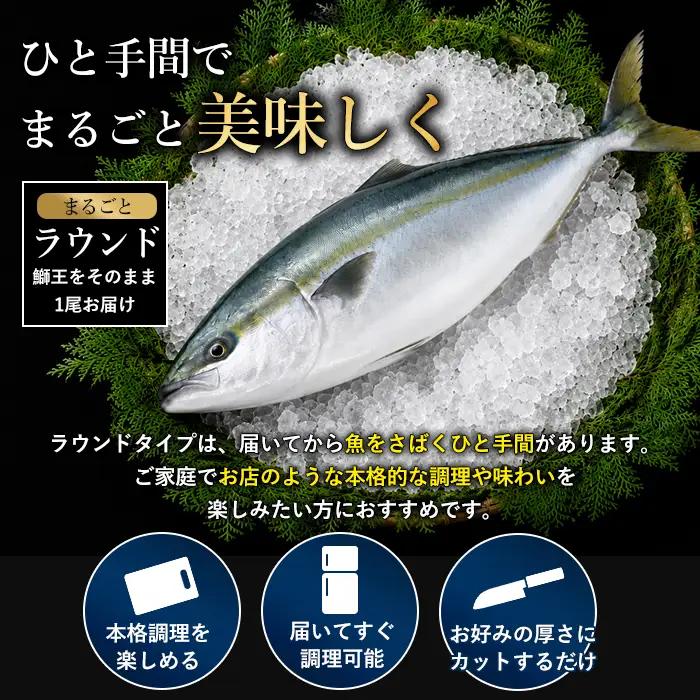 ＼年末発送 先行予約／【12月30日発送】鰤王ラウンド（約3.5㎏～）テレビで紹介ぶりの王様「 鰤王 」 まるごと 1本 ラウンド 先行予約 産地直送 長島町 特産品 ブランド 鰤 冷蔵 ふるさと納税