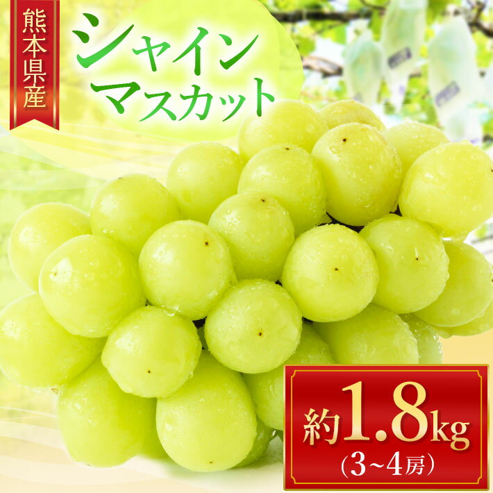 【ふるさと納税】シャインマスカット 約 1.8kg （3〜4房） | フルーツ 果物 ぶどう 葡萄 新鮮 農家直送 リテイファーム 産地直送 生産者直送 玉名 熊本 送料無料
