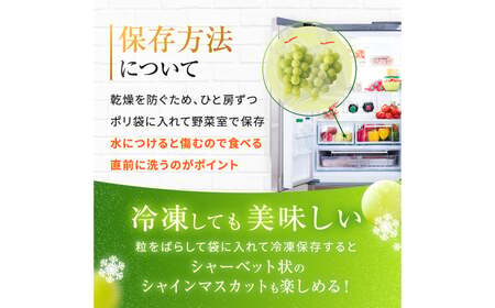 熊本県産 シャインマスカット 約4kg 『 かめまる食堂 』 種無し ぶどう
