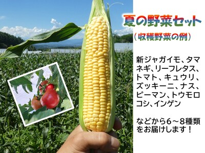【2ヶ月定期便】くさぶえ農園『夏の野菜6～8品目セット』（2025年8～9月出荷／北海道・沖縄・離島は配送不可）高原 無農薬 産地直送 新鮮 旬彩 簡単レシピ 先行予約【 産直 高原野菜 季節の野菜 