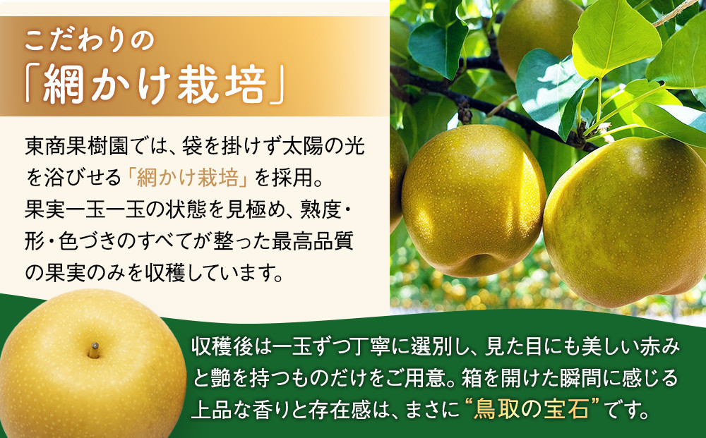 東商果樹園 新甘泉 (赤秀) 3kg【8月下旬以降お届け】