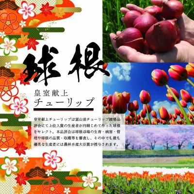 ふるさと納税 砺波市 チューリップ球根 皇室献上品種セット |  | 02