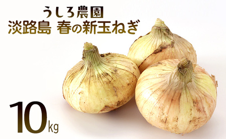 新玉ねぎ 淡路島産 10kg 早生 うしろ農園 新玉ねぎ