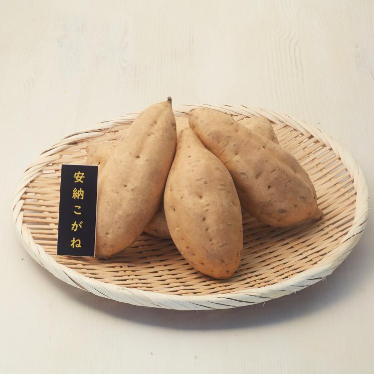 種子島 安納いも こがね ( 生芋 ) M サイズ 10kg　NFN647【500pt】 // 安納芋 安納いも発祥の地 本場・安納地域産 糖度 熟成期間 G.I 保護制度 ブランド 金賞 生いも 芋