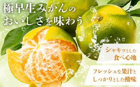 みかん 極早生みかん 秀品 約10kg 《10月上旬-10月末頃出荷》日本フルーツ株式会社 フルーツ 果物 みかん 柑橘