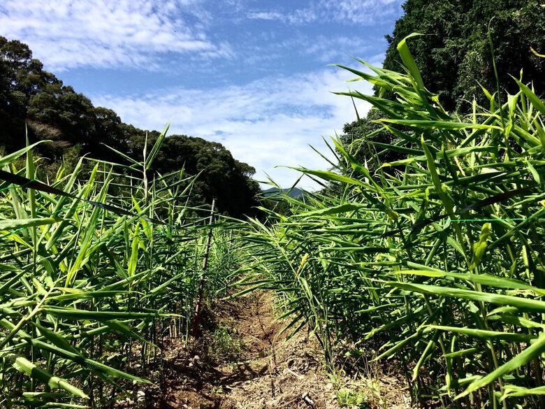鰹乃國の生姜 ( 土佐一 ) 500g ( 自然栽培 農薬 化学肥料不使用 高知県 )