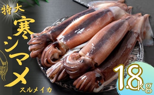 【寒シマメ 特大サイズ  まるごと5杯セット】  1.7kg〜2kg  いか イカ スルメイカ 朝どれ寒シマメ 父の日 母の日 バーベキュー ギフト