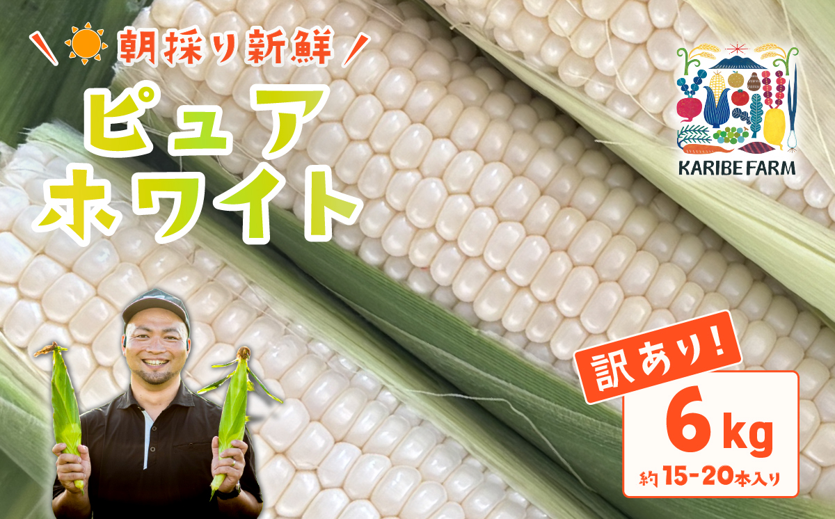 【先行予約】【訳あり】下妻産朝採りとうもろこし（ピュアホワイト）約6kg【2026年6月下旬～7月下旬ころ順次発送予定】【 とうもろこし とうきび トウモロコシ 甘い スイーツ デザート ピュアホワイ