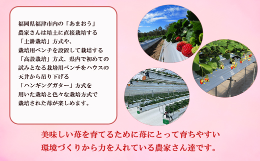 【2025年5月より順次発送】福津産『空飛ぶあまおう』約180g×6パック【スカイフローラファーム】[F0155]