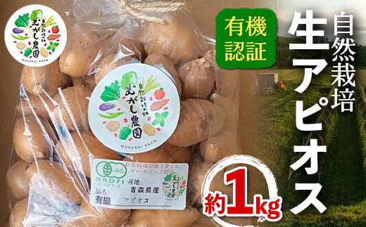有機認証 自然栽培 生アピオス 約1kg 【むがし農園】オーガニック F21U-374