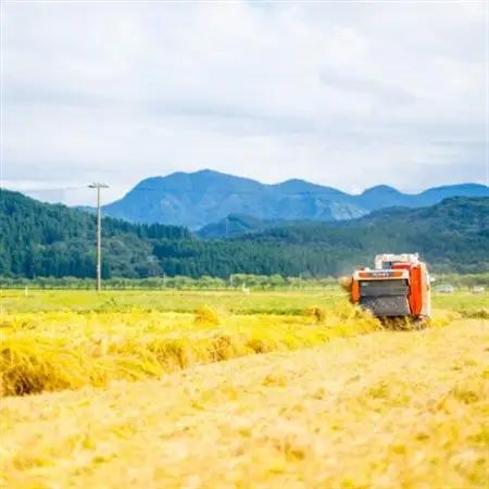 R8年産 土作りからこだわった岩船産コシヒカリ 精米6kg(2kg×3袋)[用助商店]_岩船産 コシヒカリ 精米 先行予約_【1441588】