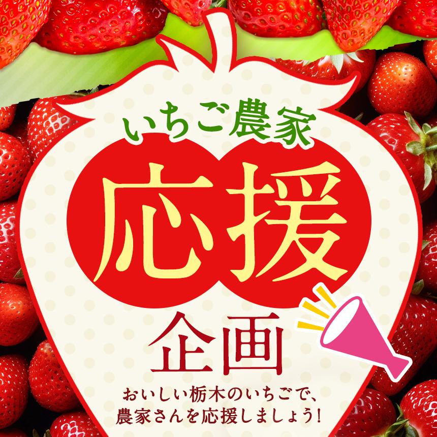 2026年冬 先行予約受付中！【年内発送】初摘みとちあいか 500g以上| 栃木県共通返礼品 いちご 人気 デザート 栃木県 矢板市 【年内発送】 とちあいか 500g