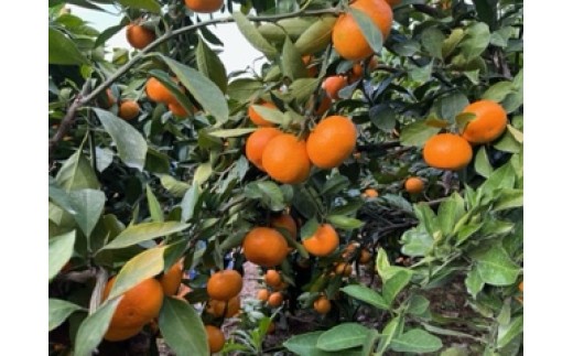 峰農園のゆたたりみかん 10kg 温州