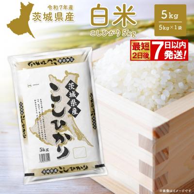 ふるさと納税 境町 期間限定!! 【最短2日後〜7日以内発送】【令和7年産/白米】 こしひかり 5kg  茨城県産 米