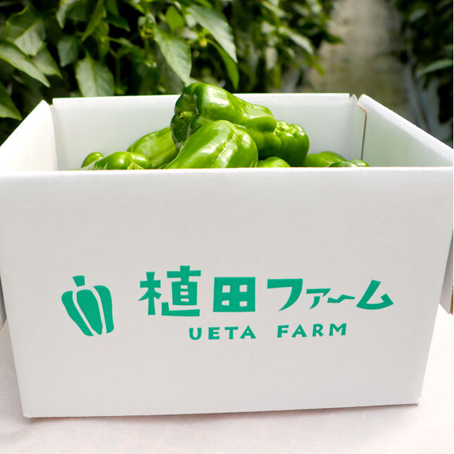 高知県産 植田ファームのこだわりピーマン 1kg ピーマン 新鮮野菜 サラダ 野菜 おかず 詰め合わせ 絶品 お取り寄せ 美味しい 料理 おうちごはん 新鮮 大容量 消費 国産 日本産_イメージ5