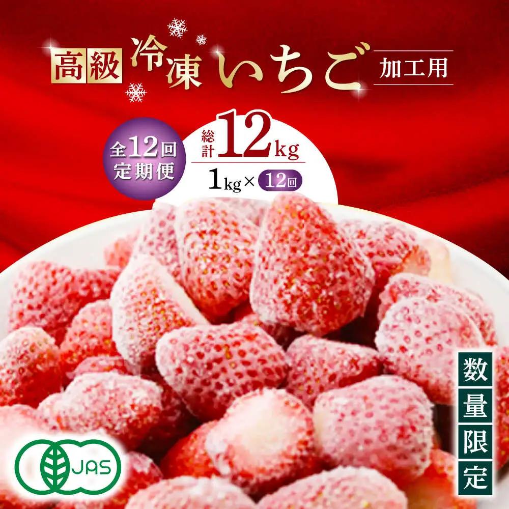 【12回定期便】高級 冷凍  いちご 加工用 約1kg（約500g×2袋）【伊藤農園】 果物 フルーツ イチゴ いちご 苺 熊本県 特産品 オーガニック 有機 恋みのり 冷凍 [ZBB017]