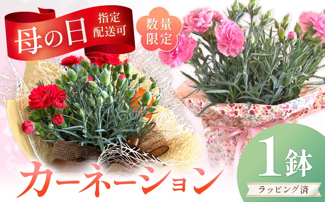 
            【母の日ギフト】お母さんへのプレゼントに！カーネーション（鉢花）【配送不可地域：北海道・東北・九州・沖縄・離島】【009D-054】
          