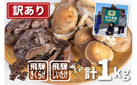 菌床しいたけ・生きくらげセット 計1kg / 食べ比べ 政木農園 肉厚 椎茸 野菜 きのこ しいたけ シイタケ キクラゲ きくらげ 国産 飛騨 簡易包装 訳アリ わけあり ワケアリ 家庭用 大容量 旬 [Q948x] 10000円 1万円 《hida0307》syun