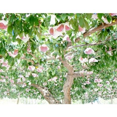 ふるさと納税 南アルプス市 すもも 【 貴陽 】　大玉　約1.8kg　化粧箱入り (2027年発送分) |  | 01