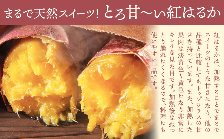 さつまいも 紅はるか 約5kg(9-38個) 株式会社GGYパッケージ《2025年11月下旬-2026年4月上旬頃出荷》熊本県 菊池市 さつまいも 紅はるか 芋 いも 野菜 国産 焼き芋 スイートポテ